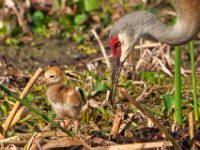 A1B8966c2  Sandhill Crane (Antigone canadensis) - adult with 2-3 day-old colts
